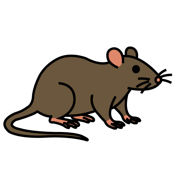 visuel rat dessiné Deratisenet