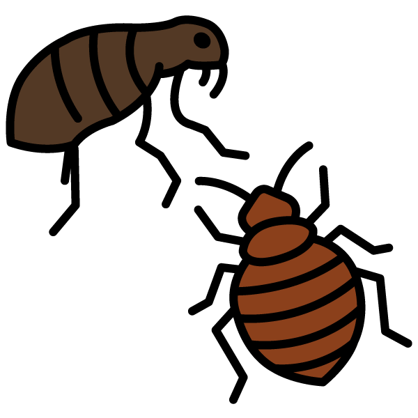 visuel punaise de li et puce dessinés