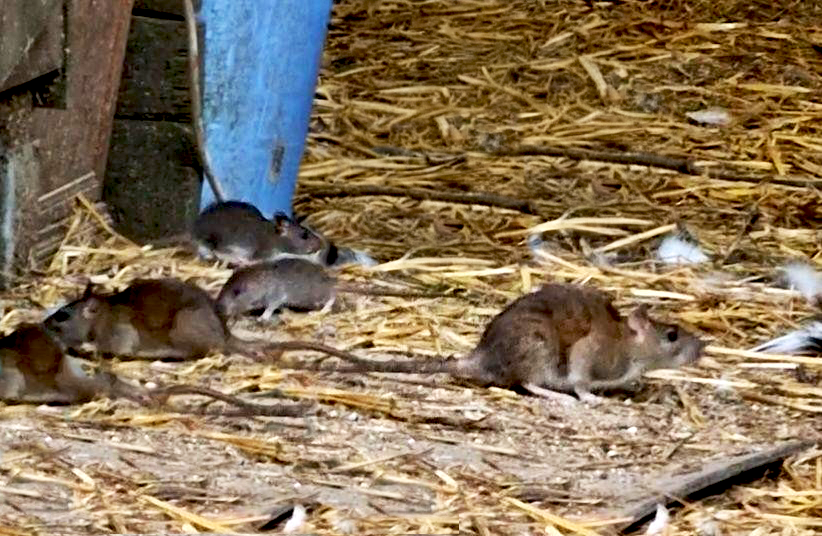 Nos services dératisation, image de rats sur le sol avec paille