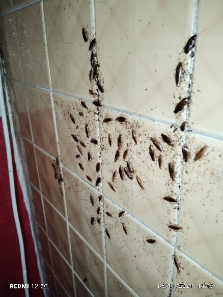 infestation de cafards, cafards sur un mur
