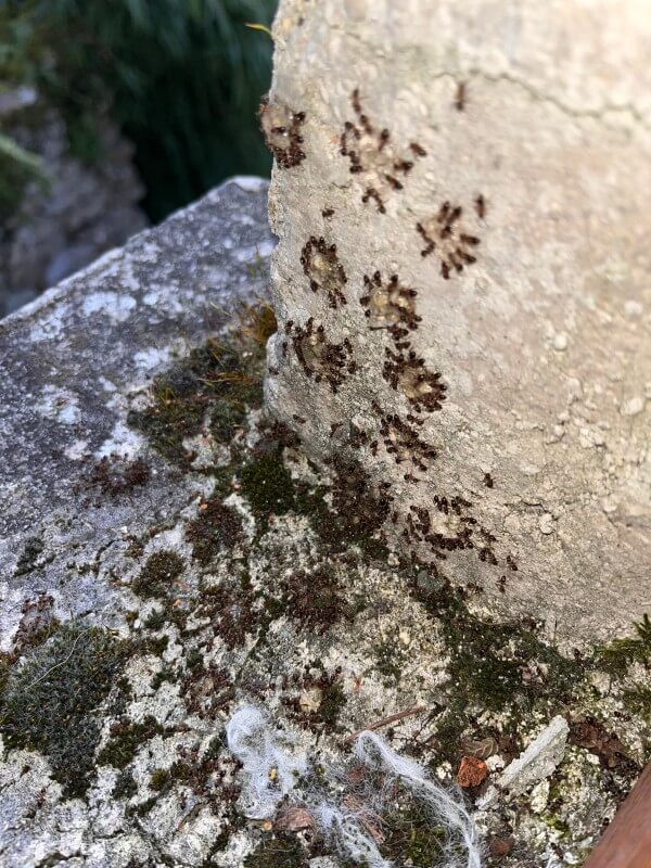 infestation de fourmis, fourmis sur rebord de fenêtre