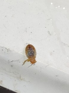 infestation punaise de litdesinsectisation deratisenet