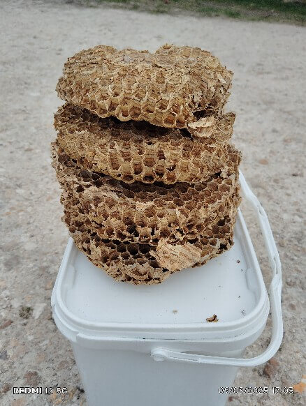 Nid de guêpe récupéré à la suite d'une désinsectisation par Deratisenet