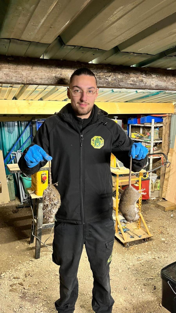 Technicien deratisenet en pleine dératisation à Coulommiers avec 2 rats dans les mains