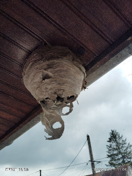 Nid de frelons accroché a un toit