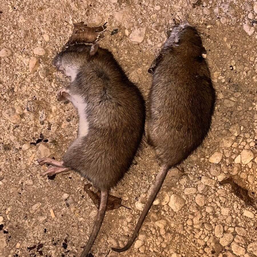 rats couchés, photo prise par Deratisenet en intervention à Château-Thierry